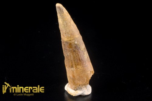 FS1249-1_fossili_collezione_denti_dinosauri_spinosauro_marocco