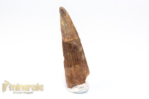 FS1249-2_fossili_collezione_denti_dinosauri_spinosauro_marocco