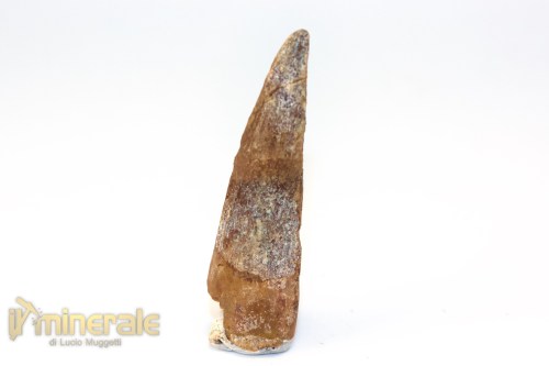 FS1249-3_fossili_collezione_denti_dinosauri_spinosauro_marocco