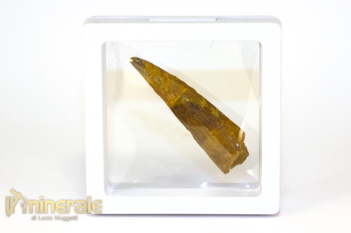 FS1249-4_fossili_collezione_denti_dinosauri_spinosauro_marocco