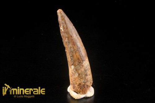 FS1250-1_fossili_collezione_denti_dinosauri_spinosauro_marocco