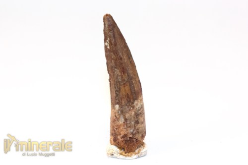 FS1250-2_fossili_collezione_denti_dinosauri_spinosauro_marocco