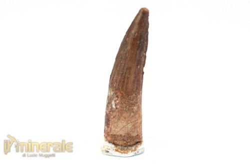 FS1250-3_fossili_collezione_denti_dinosauri_spinosauro_marocco