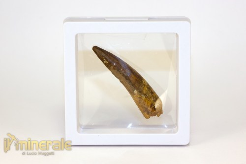 FS1250-4_fossili_collezione_denti_dinosauri_spinosauro_marocco