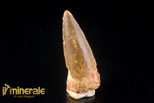 FS1251-1_fossili_collezione_denti_dinosauri_spinosauro_marocco