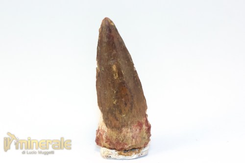 FS1251-2_fossili_collezione_denti_dinosauri_spinosauro_marocco