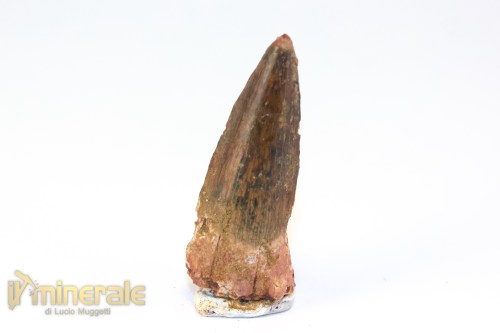FS1251-3_fossili_collezione_denti_dinosauri_spinosauro_marocco