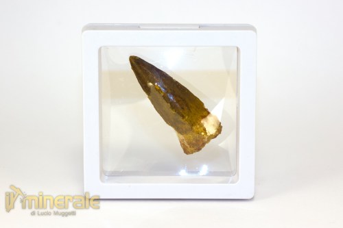 FS1251-4_fossili_collezione_denti_dinosauri_spinosauro_marocco