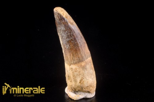 FS1252-1_fossili_collezione_denti_dinosauri_spinosauro_marocco