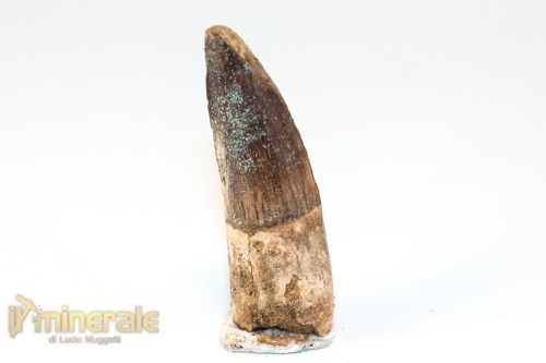 FS1252-2_fossili_collezione_denti_dinosauri_spinosauro_marocco