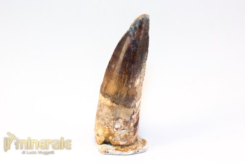 FS1252-3_fossili_collezione_denti_dinosauri_spinosauro_marocco