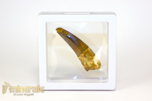 FS1252-4_fossili_collezione_denti_dinosauri_spinosauro_marocco