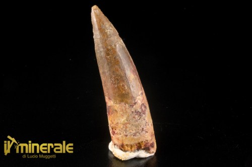 FS1253-1_fossili_collezione_denti_dinosauri_spinosauro_marocco