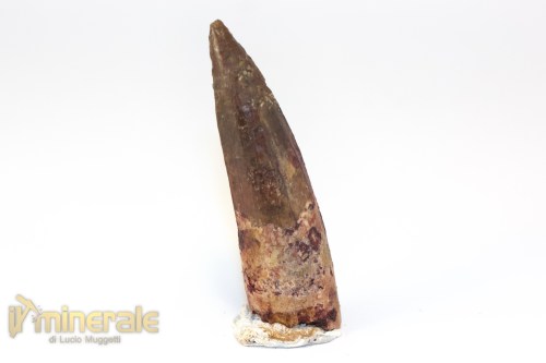 FS1253-2_fossili_collezione_denti_dinosauri_spinosauro_marocco