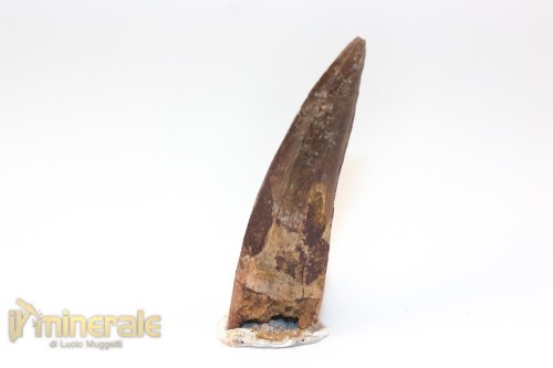 FS1253-3_fossili_collezione_denti_dinosauri_spinosauro_marocco