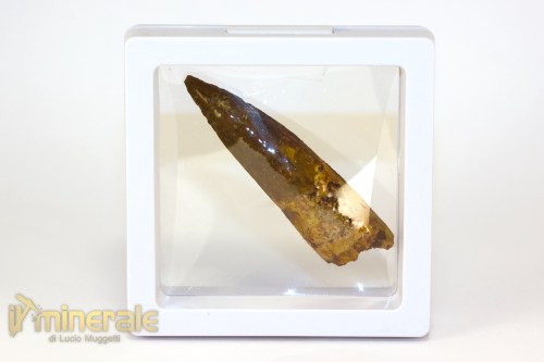 FS1253-4_fossili_collezione_denti_dinosauri_spinosauro_marocco