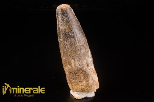 FS1254-1_fossili_collezione_denti_dinosauri_spinosauro_marocco