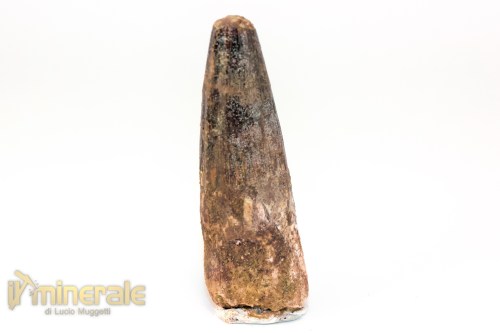 FS1254-2_fossili_collezione_denti_dinosauri_spinosauro_marocco
