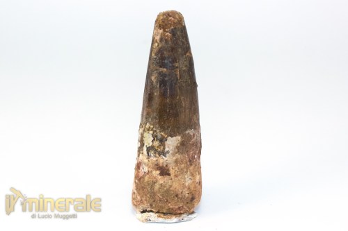 FS1254-3_fossili_collezione_denti_dinosauri_spinosauro_marocco