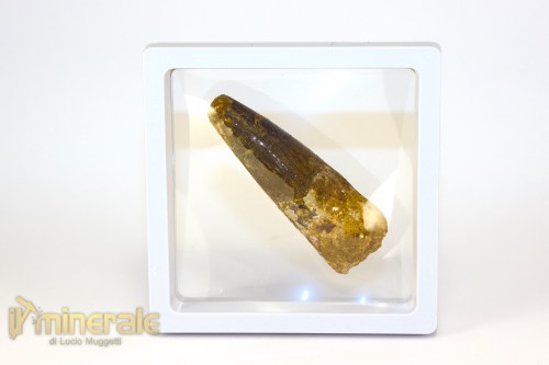 FS1254-4_fossili_collezione_denti_dinosauri_spinosauro_marocco