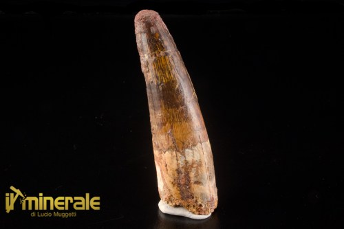 FS1255-1_fossili_collezione_denti_dinosauri_spinosauro_marocco