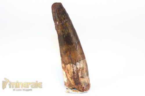 FS1255-2_fossili_collezione_denti_dinosauri_spinosauro_marocco