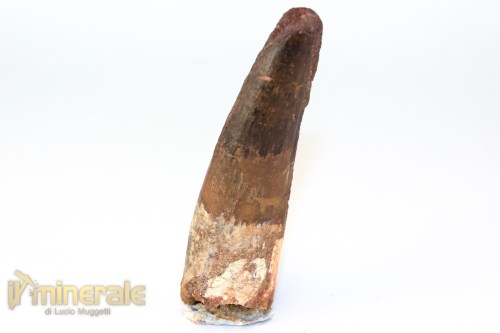 FS1255-3_fossili_collezione_denti_dinosauri_spinosauro_marocco