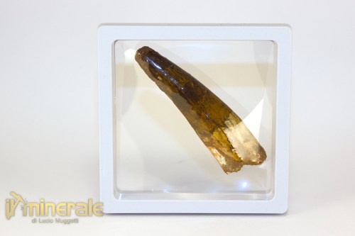 FS1255-4_fossili_collezione_denti_dinosauri_spinosauro_marocco