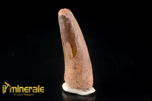 FS1256-1_fossili_collezione_denti_dinosauri_spinosauro_marocco