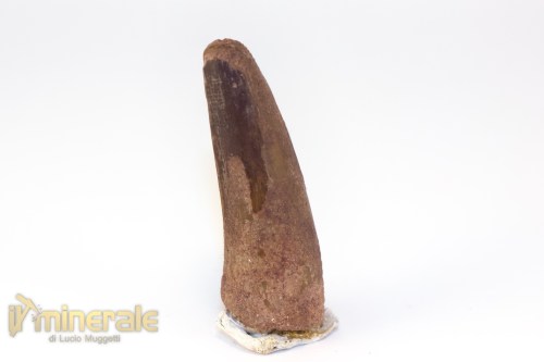 FS1256-2_fossili_collezione_denti_dinosauri_spinosauro_marocco