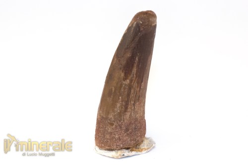 FS1256-3_fossili_collezione_denti_dinosauri_spinosauro_marocco