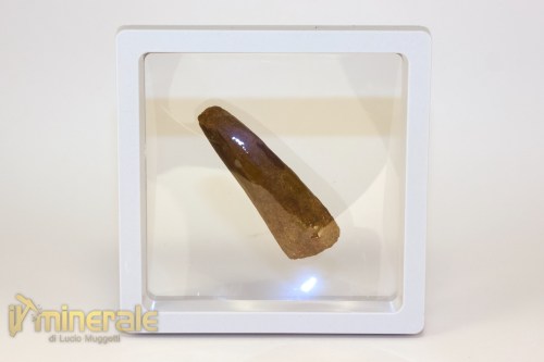FS1256-4_fossili_collezione_denti_dinosauri_spinosauro_marocco