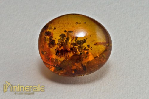 FS285-2_fossili_collezione_insetti_ambra_santodomingo