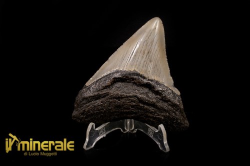 FS329-1_fossili_collezione_vertebrati_denti_squalo_carcharocles_megalodon.logo