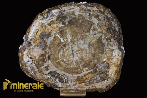 FS491-1_fossili_collezione_arredamento_legno_silicizzato_furnishing_collection_fossils_petrified_wood.logo