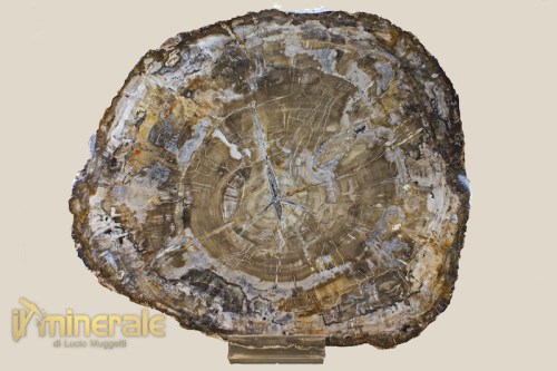 FS491-2_fossili_collezione_arredamento_legno_silicizzato_furnishing_collection_fossils_petrified_wood.logo