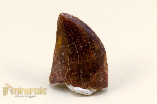 FS503-2_fossili_collezione_denti_dinosauro_carcharodontosaurus_fossils_collection_dinosaur_teeth.logo