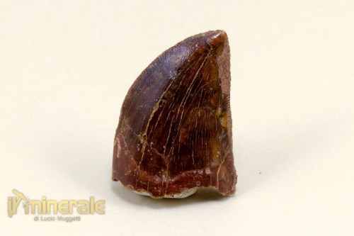 FS503-3_fossili_collezione_denti_dinosauro_carcharodontosaurus_fossils_collection_dinosaur_teeth.logo
