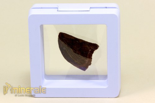 FS503-4_fossili_collezione_denti_dinosauro_carcharodontosaurus_fossils_collection_dinosaur_teeth.logo