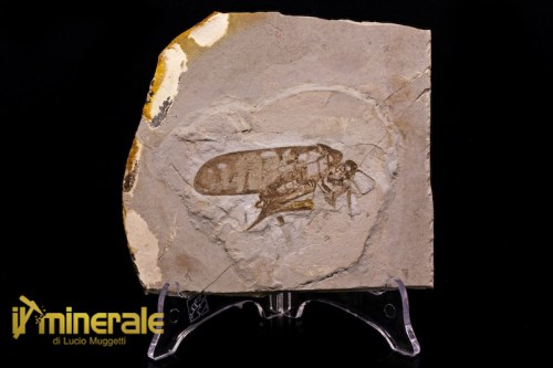 FS577-1_fossili_collezione_invertebrati_insetti_cicale_atehagla_fossils_collection_insects.logo