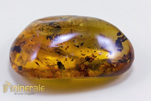 FS609-5_fossili_collezione_ambra_naturale_fiori_santodomingo_collection_fossils_amber_flowers.logo