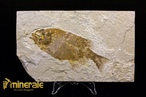 FS639-1_fossili_collezione_vertebrati_pesci_phareodus_baby_wyoming.logo