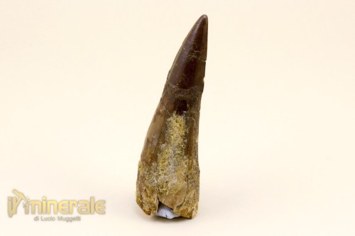 FS674-2_fossili_collezione_denti_dinosauro_spinosauro.logo