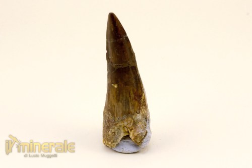 FS674-3_fossili_collezione_denti_dinosauro_spinosauro.logo