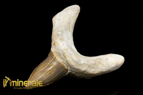 FS725-1_fossili_collezione_vertebrati_denti_squalo_otodus.logo