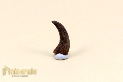 FS726-3_fossili_collezione_vertebrati_artiglio_ala_rettile_volante_siroccopteryx.logo