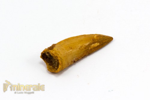 FS791-2_fossili_collezione_dinosauri_denti_dromeosaurus.logo