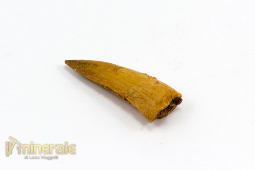 FS791-3_fossili_collezione_dinosauri_denti_dromeosaurus.logo