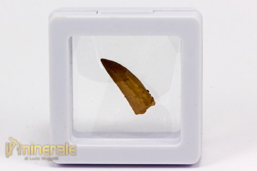 FS791-4_fossili_collezione_dinosauri_denti_dromeosaurus.logo