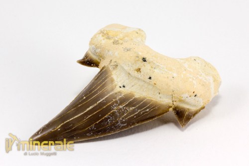 FS878-2_fossili_collezione_denti_vertebrati_squalo_otodus_marocco.logo
